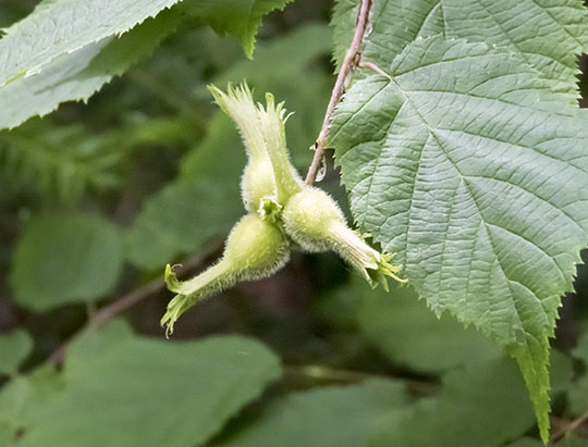 Adirondack Shrubs: Beaked Hazelnut on the Henry's Woods Plateau Trail (6 July 2017)