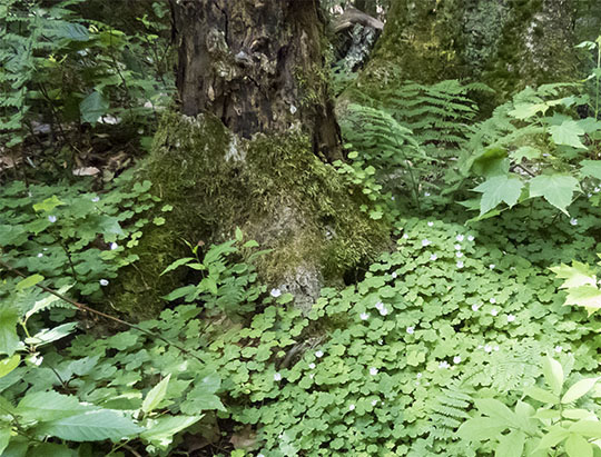 Adirondack Wildflowers: Common Wood Sorrel on the Henry's Woods Loop Trail (6 July 2017) Adirondack Wildflowers: Common Wood Sorrel on the Henry's Woods Loop Trail (6 July 2017)