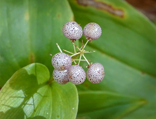 Adirondack Wildflowers: Canada Mayflower on the Heron Marsh Trail (9 September 2018)