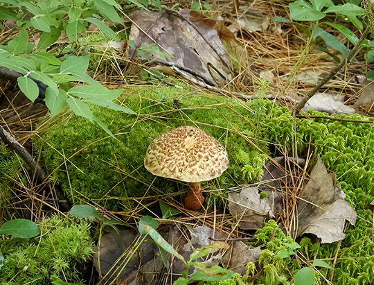 Adirondack Mushrooms: Suillus pictus on the Heron Marsh Trail (23 July 2019) Adirondack Mushrooms: Suillus pictus on the Heron Marsh Trail (23 July 2019)