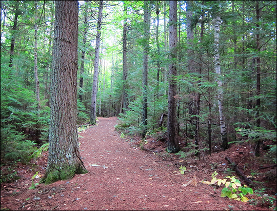 Adirondack Habitats: Mixed forest along the Heron Marsh Trail (19 September 2012) Adirondack Habitats: Mixed forest along the Heron Marsh Trail (19 September 2012)