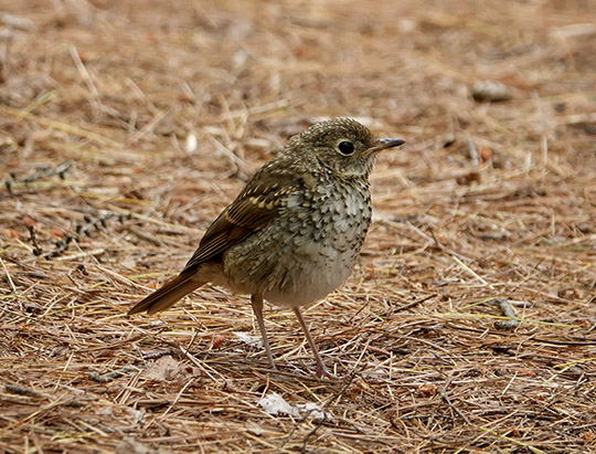 Birds of the Adirondacks:  Hermit Thrush on the Heron Marsh Trail (14 July 2019)