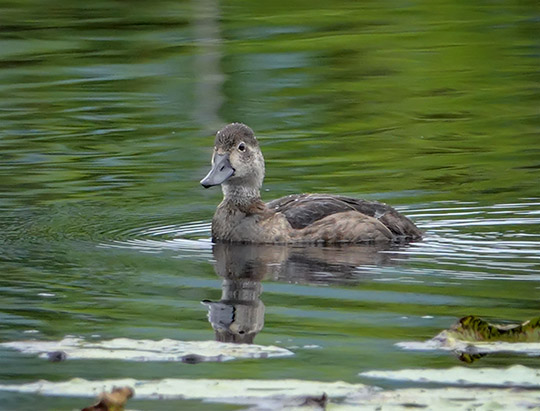 Birds of the Adirondacks:  Ring-necked Duck  on Heron Marsh (27 August 2018)