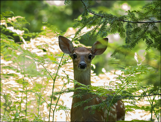 Adirondack Mammals: White-tailed Deer on the Heron Marsh Trail (18 June 2013) Adirondack Mammals: White-tailed Deer on the Heron Marsh Trail (18 June 2013)