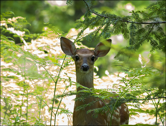 Adirondack Mammals: White-tailed Deer on the Heron Marsh Trail (18 June 2013)