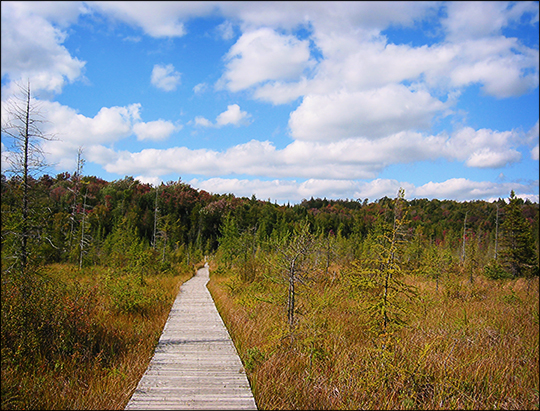 Adirondack Wetlands: Heron Marsh boardwalk (19 September 2004) Adirondack Wetlands: Heron Marsh boardwalk (19 September 2004)