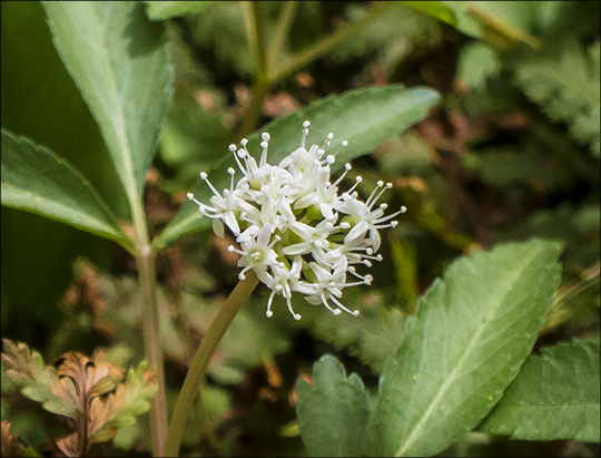 Adirondack Wildflowers: Dwarf Ginseng on the Heron Marsh Trail (8 May 2013) Adirondack Wildflowers: Dwarf Ginseng on the Heron Marsh Trail (8 May 2013)