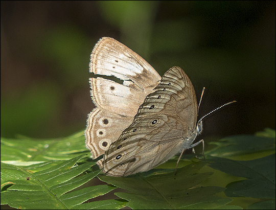Butterflies of the Adirondacks: Eyed Brown on the Heron Marsh Trail (15 July 2013) Butterflies of the Adirondacks: Eyed Brown on the Heron Marsh Trail (15 July 2013)