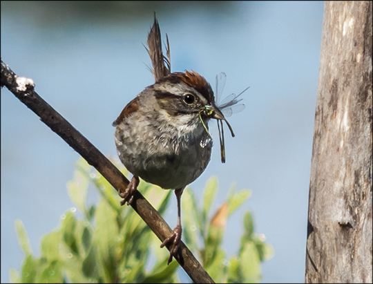 Birds of the Adirondacks: Swamp Sparrow on Heron Marsh (22 July 2013) Birds of the Adirondacks: Swamp Sparrow on Heron Marsh (22 July 2013)