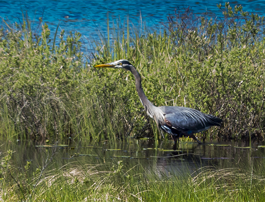 Birds of the Adirondacks: Great Blue Heron on Heron Marsh (27 May 2013) Birds of the Adirondacks: Great Blue Heron on Heron Marsh (27 May 2013)