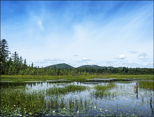 Adirondack Wetlands: Heron Marsh from the second overlook (12 July 2013) Adirondack Wetlands: Heron Marsh from the second overlook (12 July 2013)
