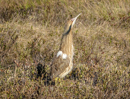 Birds of the Adirondacks: American Bittern on Heron Marsh (8 May 2019) Birds of the Adirondacks: American Bittern on Heron Marsh (8 May 2019)