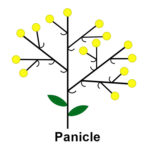 Panicle