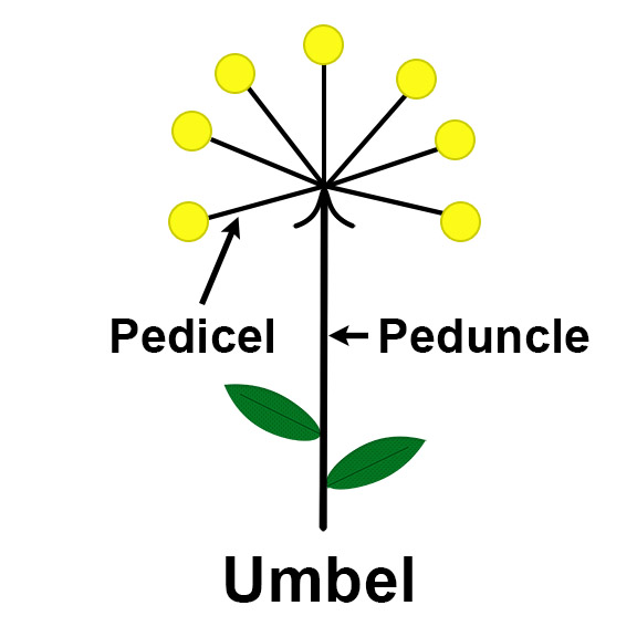 Pedicel