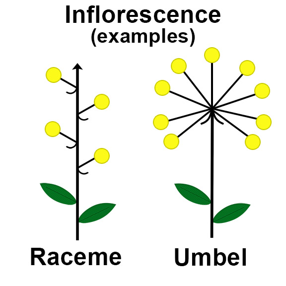 Inflorescence