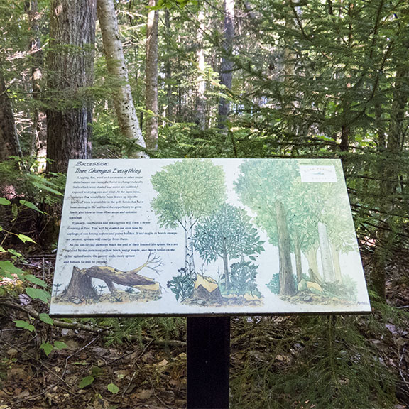 Interpretive Nature Trails in the Adirondacks: Succession: Time Changes Everything. Interpretive sign on the Peninsula Nature Trails in Lake Placid (28 July 2015). Click for a larger image, opening in a new window. Interpretive Nature Trails in the Adirondacks: Succession: Time Changes Everything. Interpretive sign on the Peninsula Nature Trails in Lake Placid (28 July 2015).