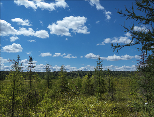 Adirondack Wetlands: Heron Marsh from the overlook (12 August 2013)