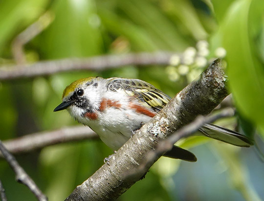 Adirondack Birds: Chestnut-sided Warbler at John Brown Farm (31 May 2018)