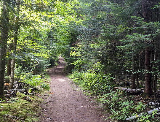 Adirondack Habitats: Mixed Woods on the Potato Field Loop at John Brown Farm (27 Septmber 2015)