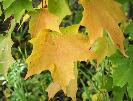 Adirondack Trees: Sugar Maple leaf on the Maple Grove Trail at John Brown Farm (27 September 2015) Adirondack Trees: Sugar Maple leaf on the Maple Grove Trail at John Brown Farm (27 September 2015)