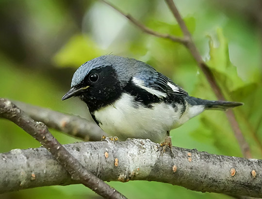 Adirondack Birds: Black-throated Blue Warbler at John Brown Farm (18 August 2019) Adirondack Birds: Black-throated Blue Warbler at John Brown Farm (18 August 2019)