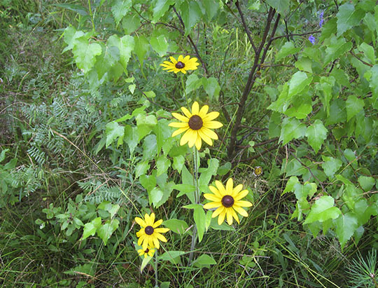 Adirondack Wildflowers: Black-eyed Susan at John Brown Farm (22 July 2010) Adirondack Wildflowers: Black-eyed Susan at John Brown Farm (22 July 2010)