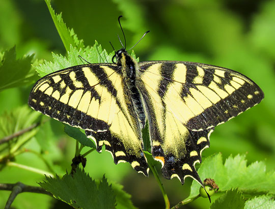 Adirondack Butterflies: Canadian Tiger Swallowtail at John Brown Farm (22 June 2017)