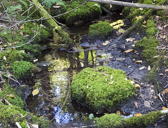 Adirondack Moss: Stair-step Moss on the Maple Grove Trail at John Brown Farm (27 September 2015) Adirondack Moss: Stair-step Moss on the Maple Grove Trail at John Brown Farm (27 September 2015)