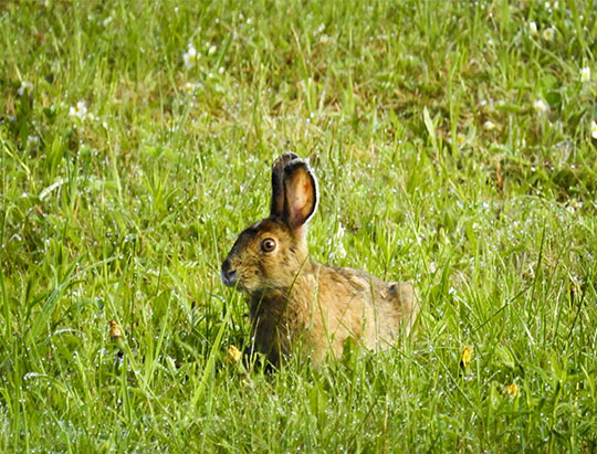 Adirondack Mammals: Snowshoe Hare at John Brown Farm (27 May 2017)