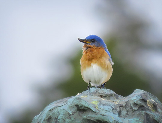 Adirondack Birds: Eastern Bluebird at John Brown Farm (2 May 2017)