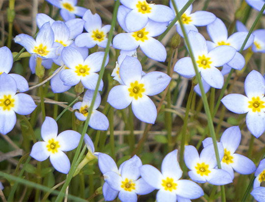Adirondack Wildflowers: Bluets at John Brown Farm (19 May 2014) Adirondack Wildflowers: Bluets at John Brown Farm (19 May 2014)
