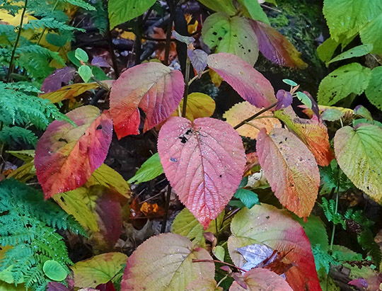 Adirondack Shrubs: Hobblebush on the Logger's Loop Trail (7 October 2018)