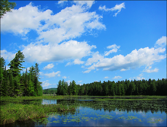 Adirondack Wetlands: Heron Marsh from the Logger's Loop Trail (30 May 2012)