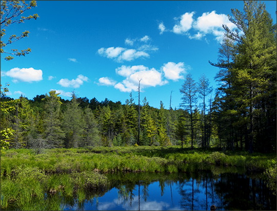 Adirondack Wetlands: Marsh near Barnum Brook on the Logger's Loop Trail (15 June 2013) Adirondack Wetlands: Marsh near Barnum Brook on the Logger's Loop Trail (15 June 2013)