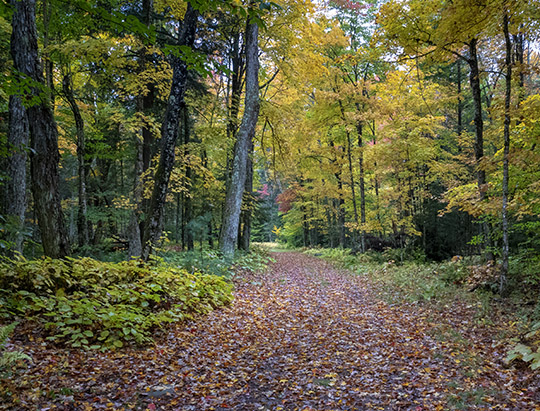 Adirondack Habitats: Deciduous forest along Logger's Loop (7 October 2018) Adirondack Habitats: Deciduous forest along Logger's Loop (7 October 2018)