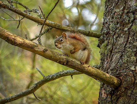 Adirondack Mammals: Red Squirrel on Logger's Loop (31 May 2019) Adirondack Mammals: Red Squirrel on Logger's Loop (31 May 2019)
