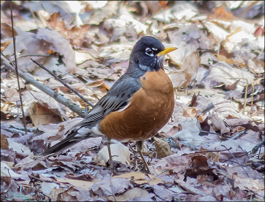 Birds of the Adirondacks:  American Robin on Logger's Loop (28 April 2013)