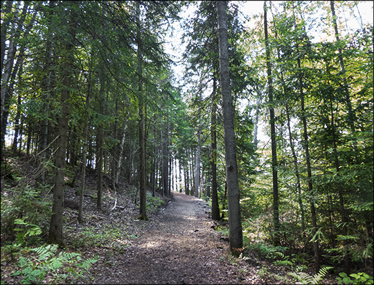 Adirondack Habitats: Mixed forest near the VIC building (12 August 2013)