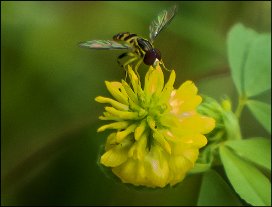 Adirondack Wildflowers: Hop Clover on the Logger's Loop Trail (20 July 2013))