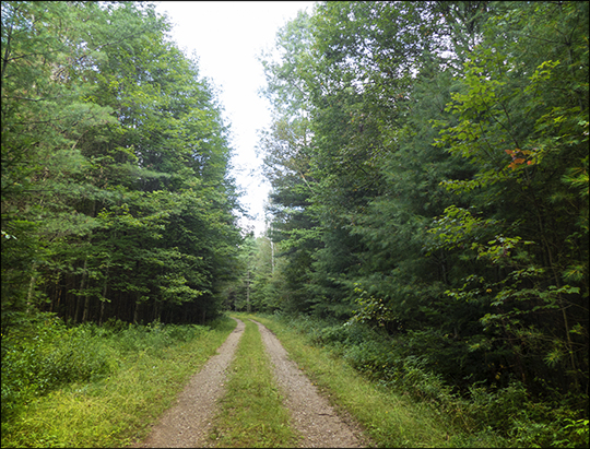 Adirondack Habitats: Deciduous forest on the south side of Logger's Loop (23 August 2013) Adirondack Habitats: Deciduous forest on the south side of Logger's Loop (23 August 2013)