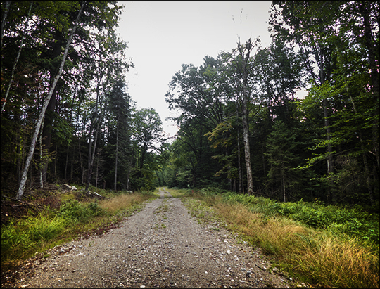 Trees of the Adirondacks: Paper Birch along the Logger's Loop Trail (23 August 2013)