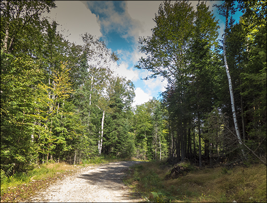 Adirondack Habitats: Mixed forest on the Logger's Loop Trail (23 August 2013) Adirondack Habitats: Mixed forest on the Logger's Loop Trail (23 August 2013))