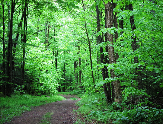 Adirondack Habitats: Deciduous trees along the north side of Logger's Loop (23 May 2012) Adirondack Habitats: Deciduous trees along the north side of Logger's Loop (23 May 2012)