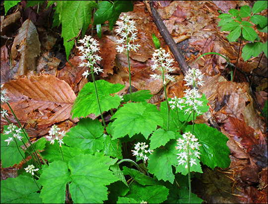 Adirondack Wildflowers: Foamflower along the Logger's Loop Trail (23 May 2012) Adirondack Wildflowers: Foamflower along the Logger's Loop Trail (23 May 2012)