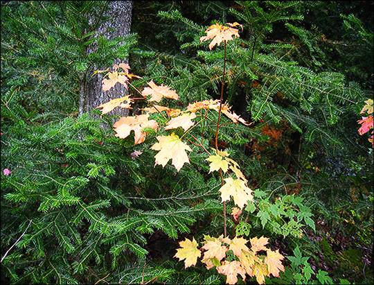 Fall foliage on the Lond Pond Trail (20 September 2004)