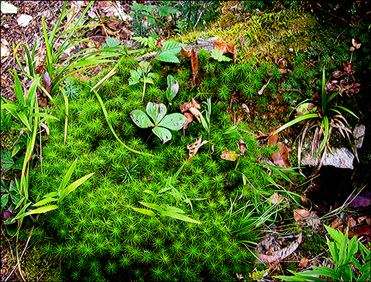 Adirondack Wildflowers:  Bunchberry near the Long Pond Trail (20 September 2004)