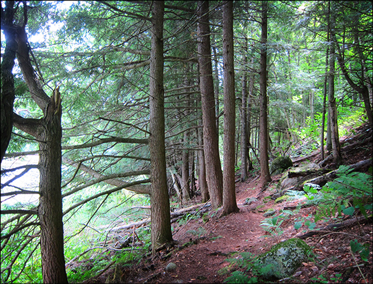 Adirondack Habitats: Mixed forest on the Long Pond Trail (16 August 2012)