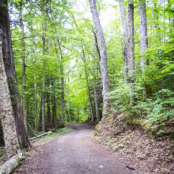 Adirondack Nature Trails: Loop Trail at Henry's Woods, Lake Placid (3 August 2015). Click for a larger image, opening in a new window. Adirondack Nature Trails: Loop Trail at Henry's Woods, Lake Placid (3 August 2015).