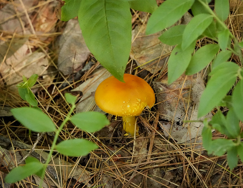 Mushrooms of the Adirondacks: Amanita flavoconia on the Heron Marsh Trail at the Paul Smith's College VIC (23 July 2013). Mushrooms of the Adirondacks: Amanita flavoconia on the Heron Marsh Trail at the Paul Smith's College VIC (23 July 2013).