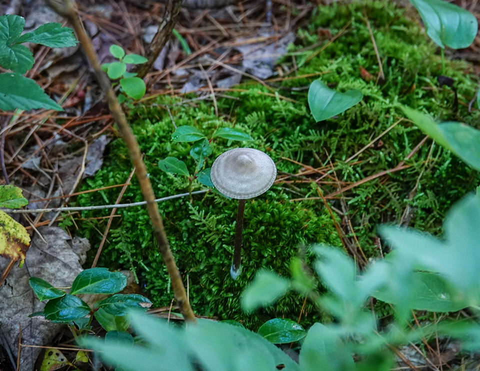 Fungi of the Adirondacks: Entoloma sp. on the Heron Marsh Trail (4 August 2018). Fungi of the Adirondacks: Entoloma sp. on the Heron Marsh Trail (4 August 2018).